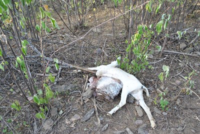  Morte misteriosa de animais em área rural de Feira