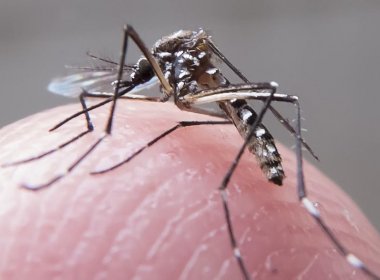  Itabuna decretará estado de emergência para combate ao aedes aegypti