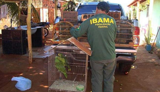  Operação resgata cerca de 900 animais silvestres