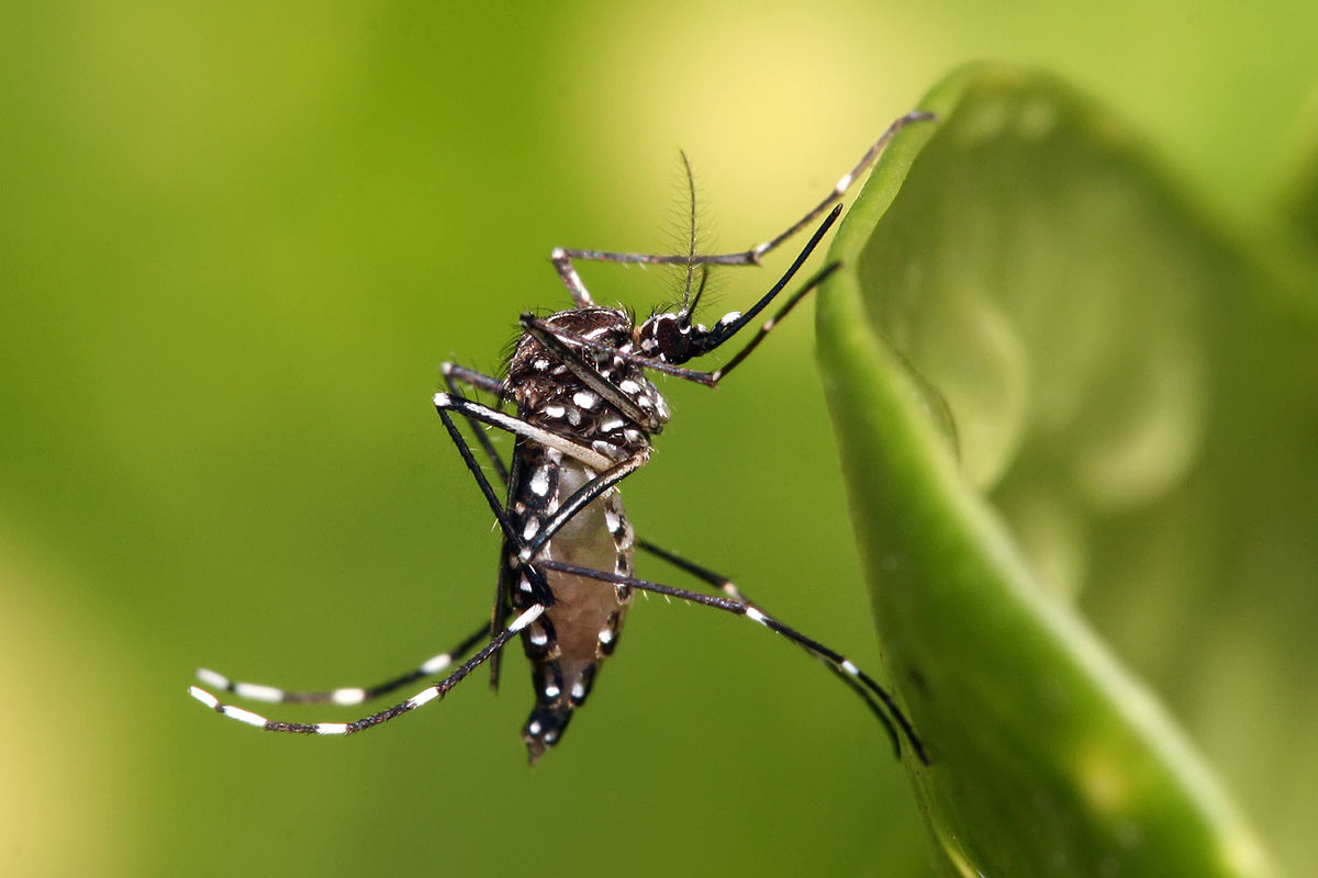  Fazenda Coutos tem maior índice de infestação do mosquito Aedes aegypti