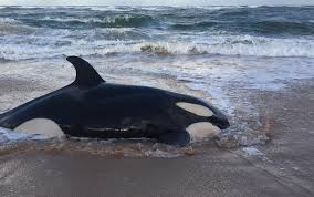  BALEIA ENCALHA NA PRAIA DE GUARAJUBA