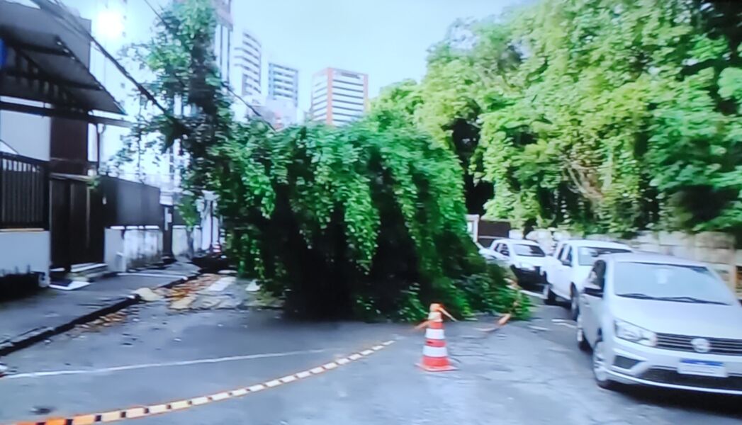  CHUVA PROVOCA QUEDA DE ÁRVORE NO IMBUÍ