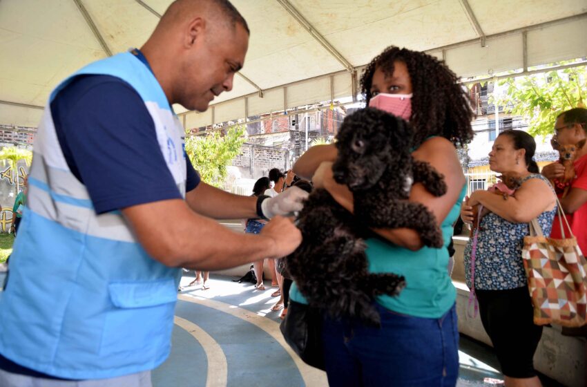  Secis realiza mutirão com oferta de vacina contra dez doenças em cães