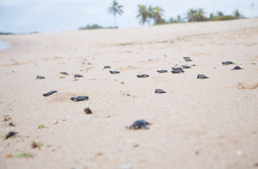  Stella Maris recebe ação de preservação de área de tartarugas marinhas neste sábado (21)