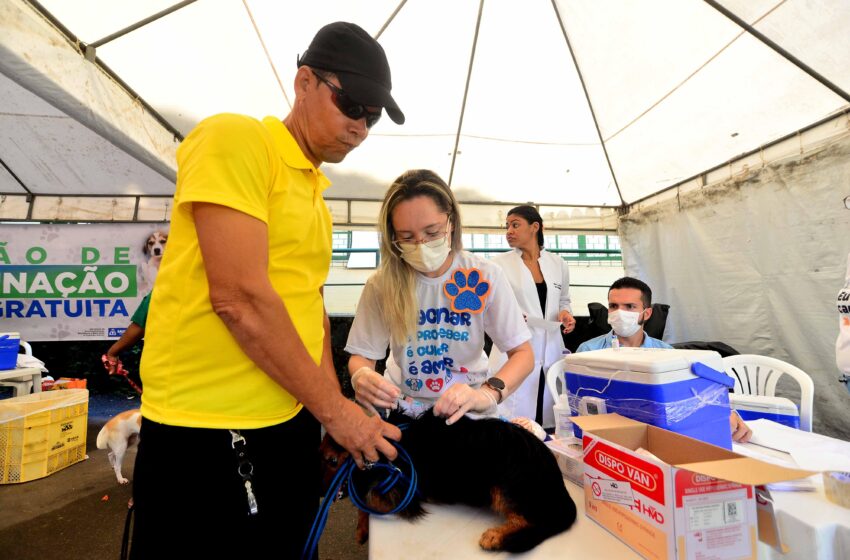  Mutirão de vacinação em Salvador protege mais de 1,4 mil cães contra dez doenças