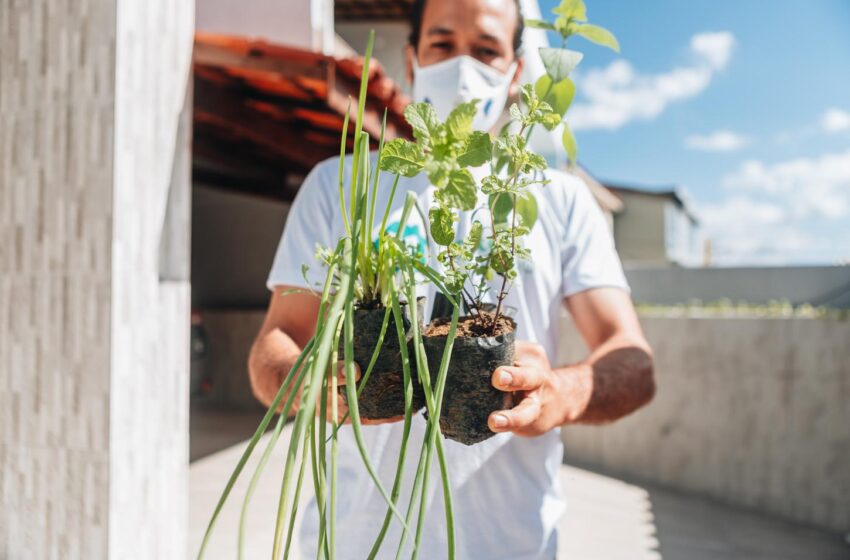  Secis abre inscrições para 2ª edição do Horta em Casa nesta quarta-feira (19 de Abril)