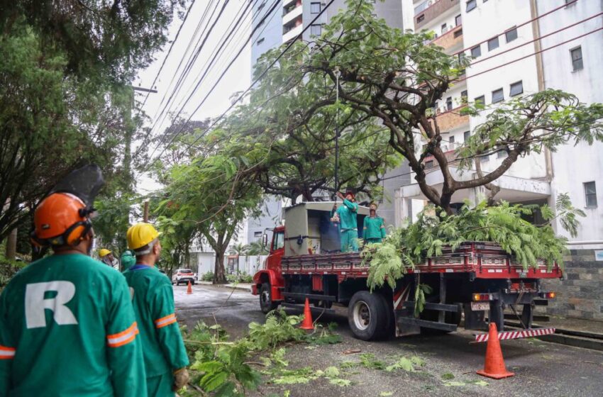  Poda de árvores previne acidentes no período chuvoso