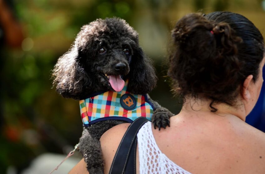  Saiba como lidar com o medo dos animais de estimação durante a queima de fogos do Réveillon