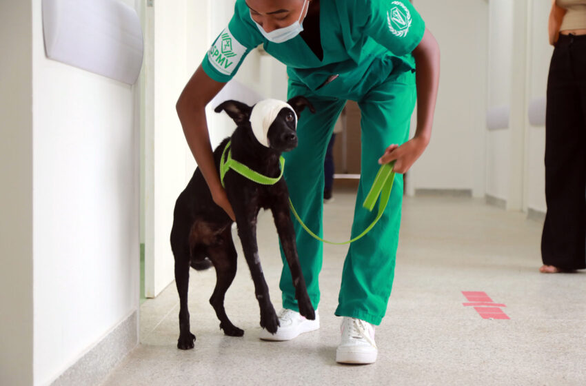  Hospital Veterinário registra 1,1 mil atendimentos em 15 dias