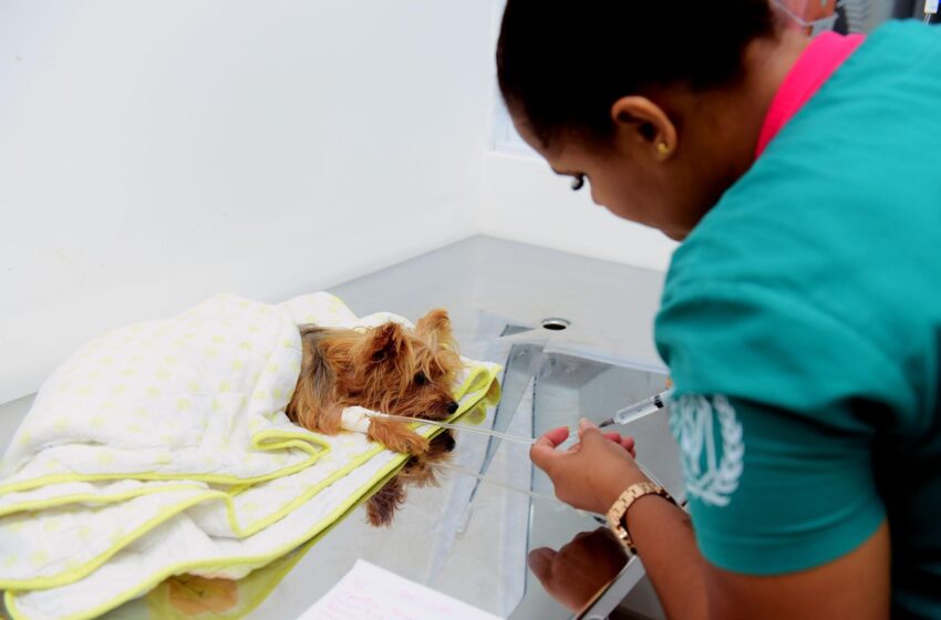  Mais de 14 mil atendimentos foram realizados em 45 dias de funcionamento do Hospital Veterinário de Salvador