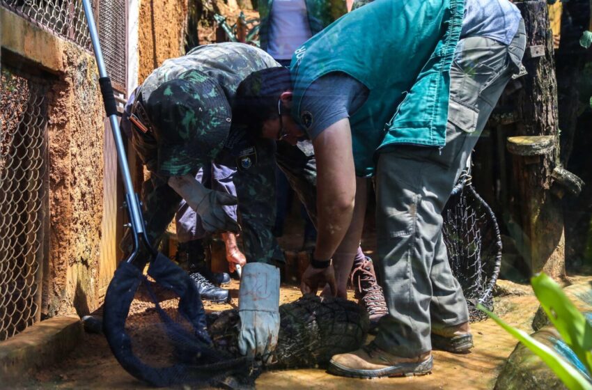  Guarda Municipal já recolheu mais de 1 mil animais silvestres em Salvador em 2024