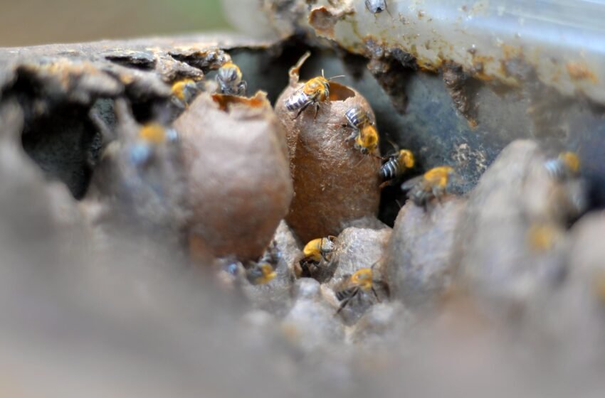  Secis encerra Semana do Meio Ambiente com limpeza de praias e curso de criação de abelhas sem ferrão